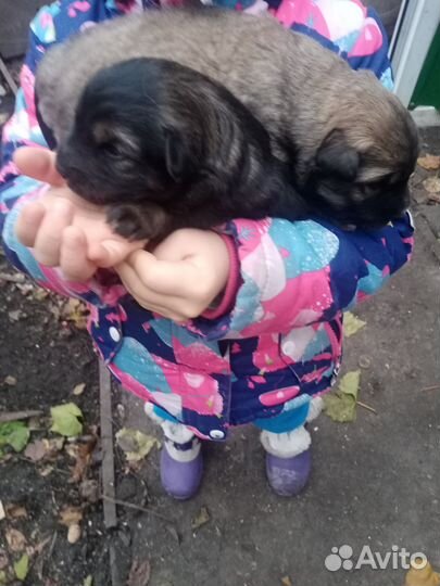 Отдам бесплатно