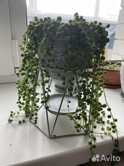 Крестовники - разные виды