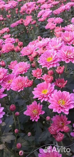 Черенки хризантемы