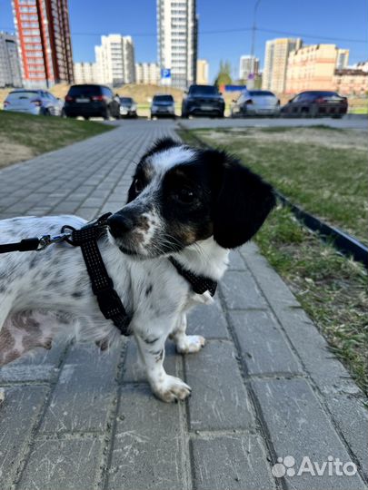 Щенки маленькой собаки в добрые руки