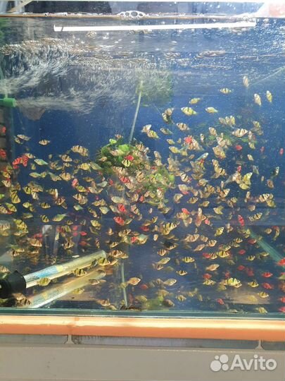Аквариумные рыбки