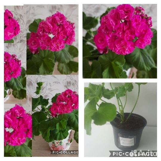 Пеларгония Ю Царская невеста и Настасья Филипповна