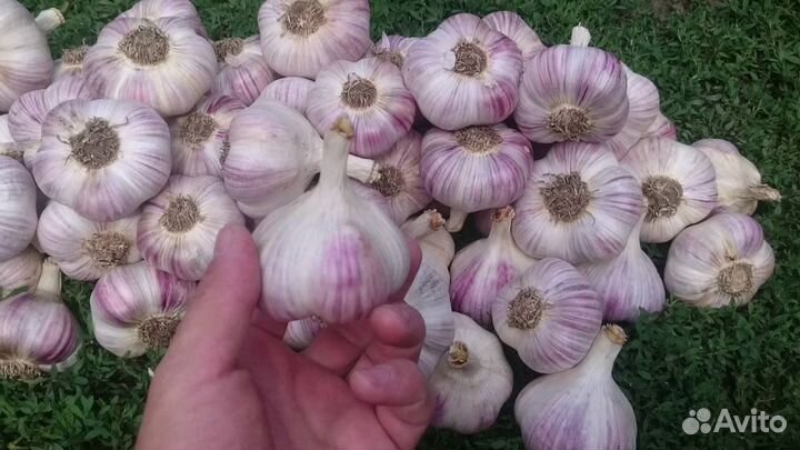 Чеснок Любаша