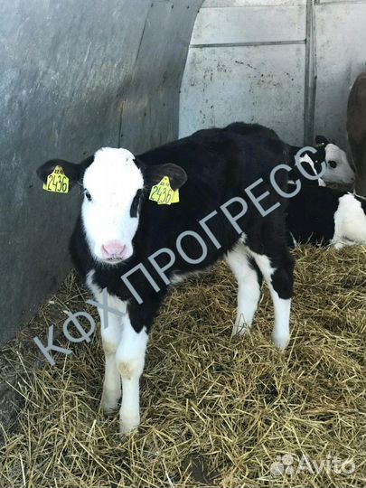 Бычков телята