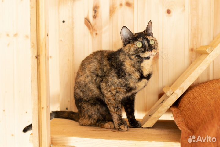 Кошка Бонька, 3 годa в дар