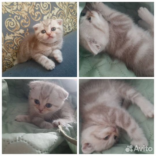 Шотландские котята