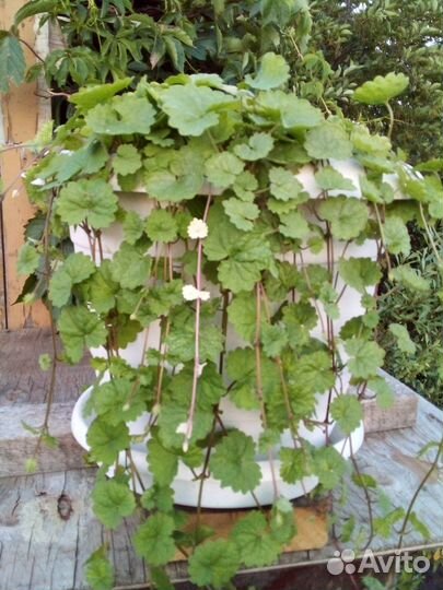 Будра вариегатная-ампельная