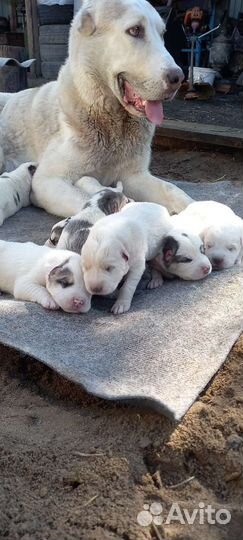 Щенки алабая