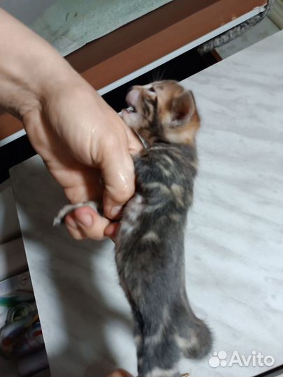 Бенгальские котята
