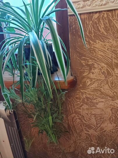 Хлорофитум