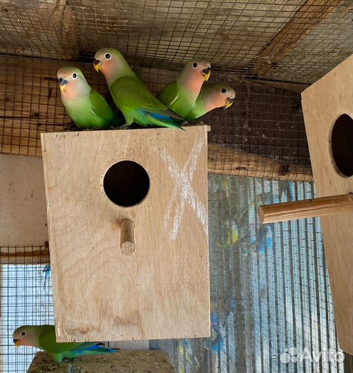 Попугай неразлучники