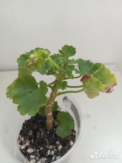 Пеларгония тюльпановидная