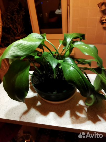 Комнатные цветы эухарис