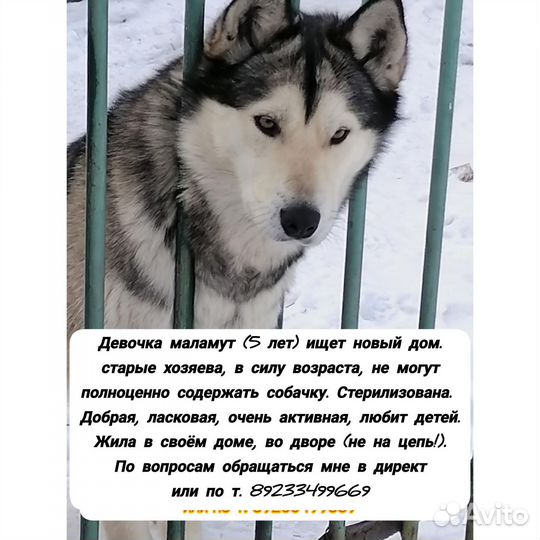 Аляскинский маламут