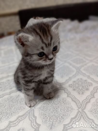 Шатланские котята