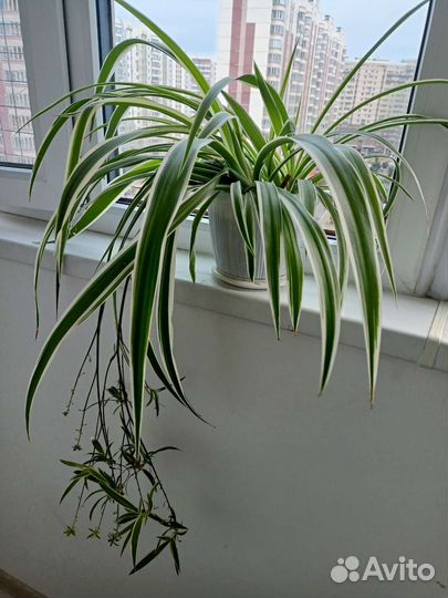 Хлорофитум