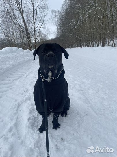 Передержка собак/Зоогостиница