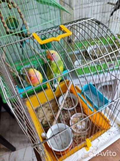 Попугай неразлучники