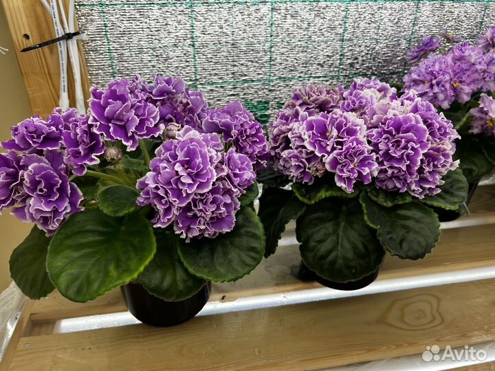 Фиалки сортовые