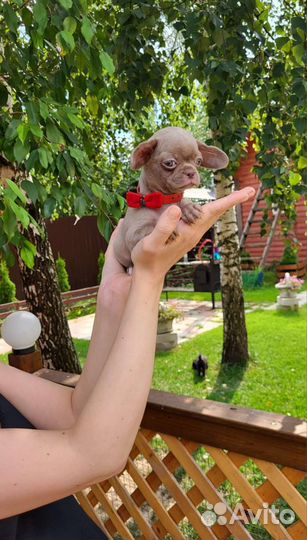 Крошка на ладошке. Лиловая малышка