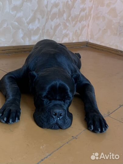 Кобель вязка Кане корсо