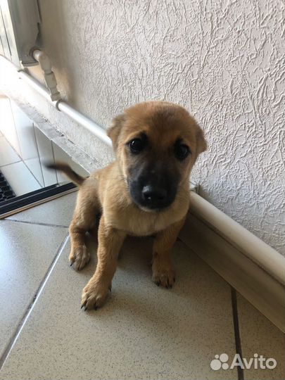 Щенок 4 мес