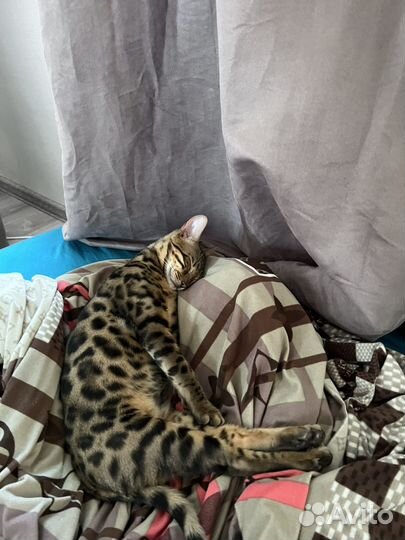 Бенгальский кот