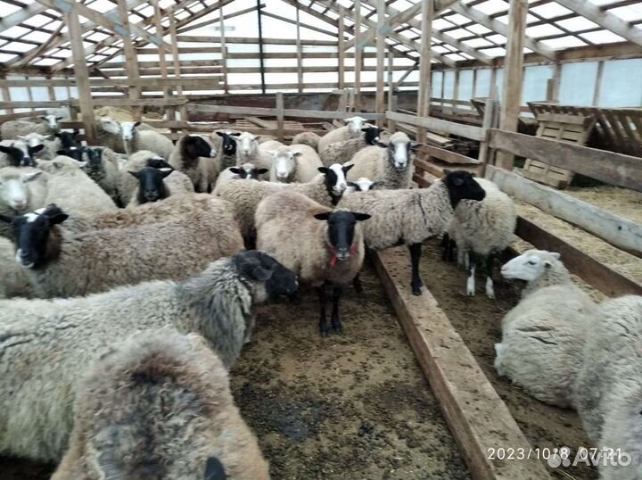 Овцы, бараны на разведение и на мясо