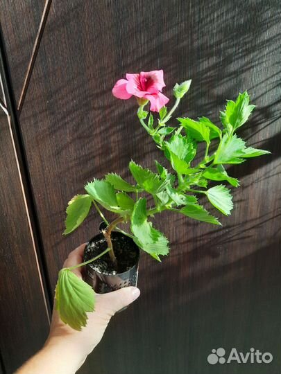 Хлорофитум, пеларгония