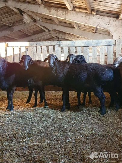 Бараны породыЭдилбай