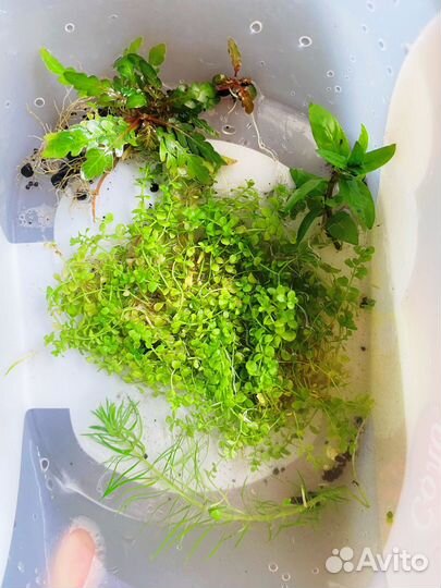 Аквариумные растения набор и живые бактерии