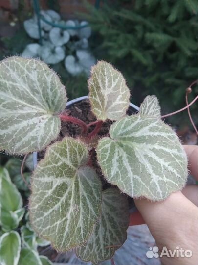 Камнеломка плетеносная