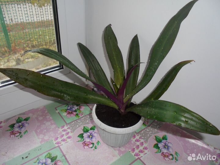 Рео взрослое комнатное растение