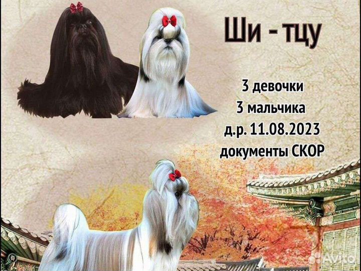 Шикарные шт- тцу