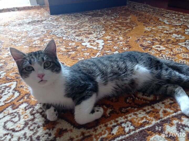 Кот в добрые руки