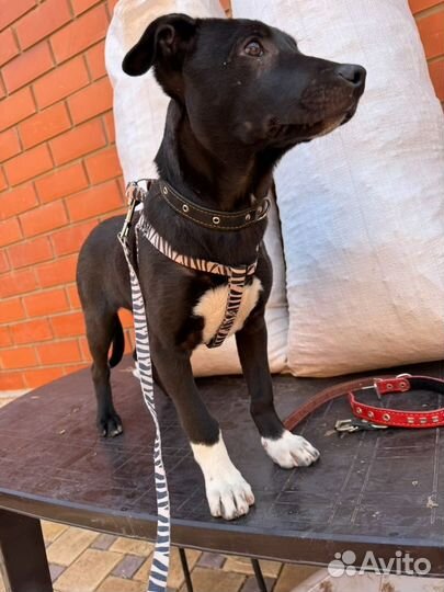 Щенок в добрые руки отдам бесплатно