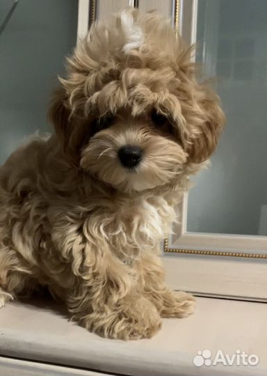 Щенок мальтипу f1 девочка