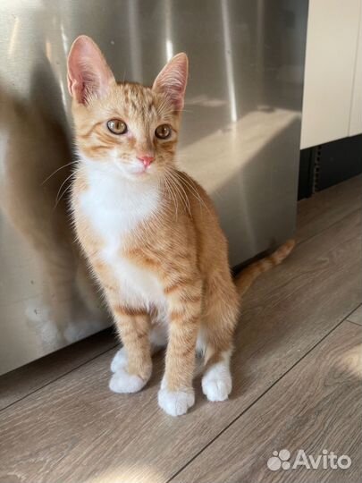 Котик в добрые руки