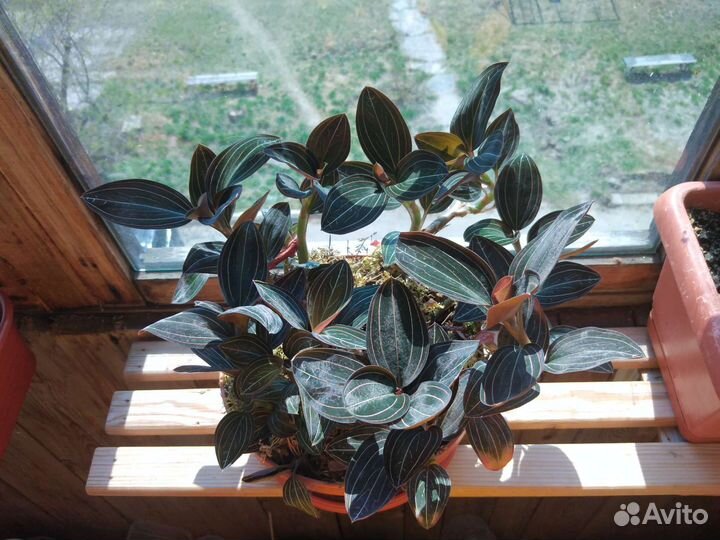 Орхидея Лудизия