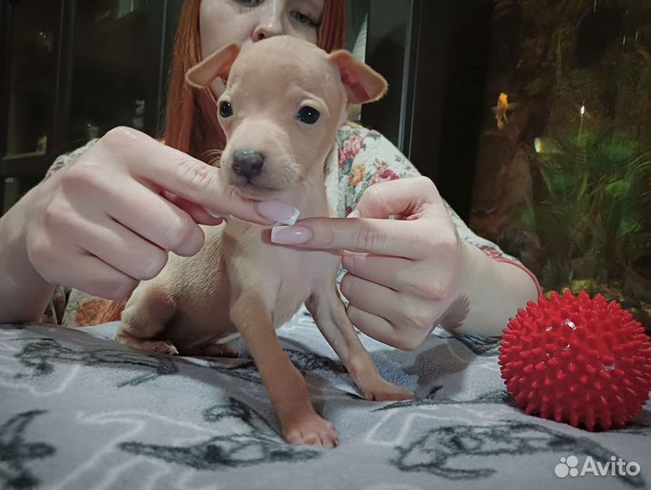 Щенки левретки