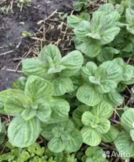 Мята и мелисса