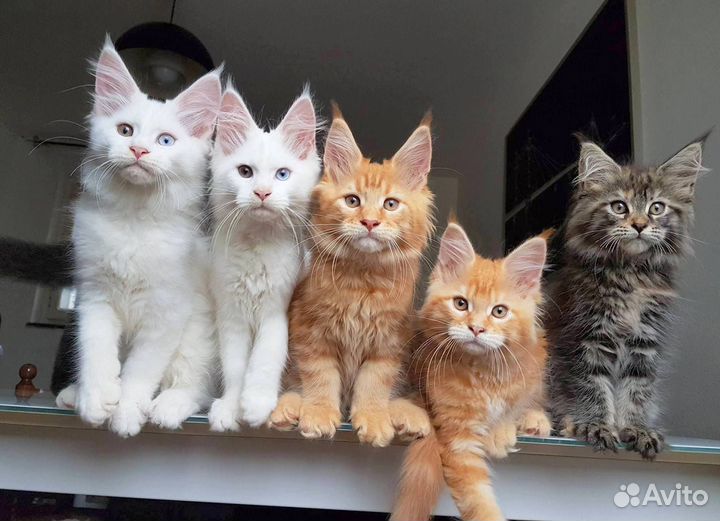 Мейнкун полидакт белый