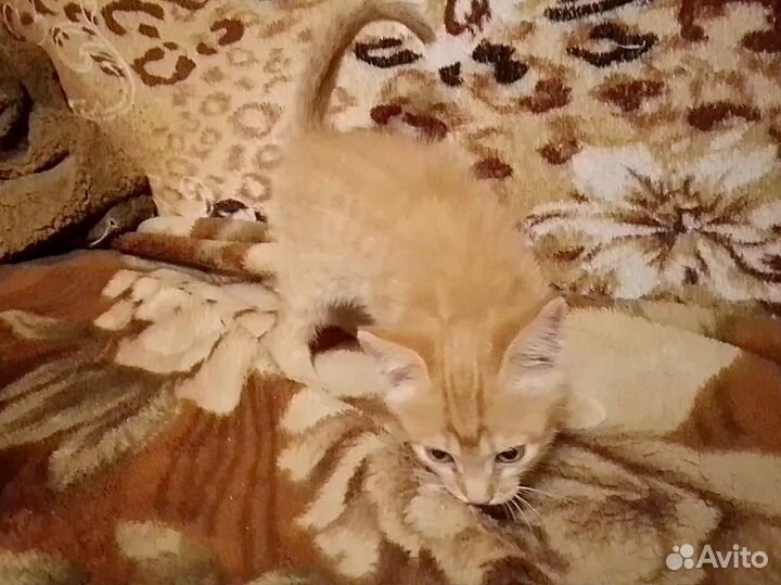 Котёнок (девочка) в добрые руки