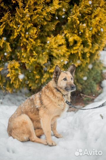 Собака Маня в добрые руки