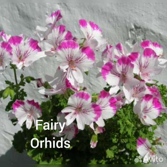 Пеларгония герань- ангел