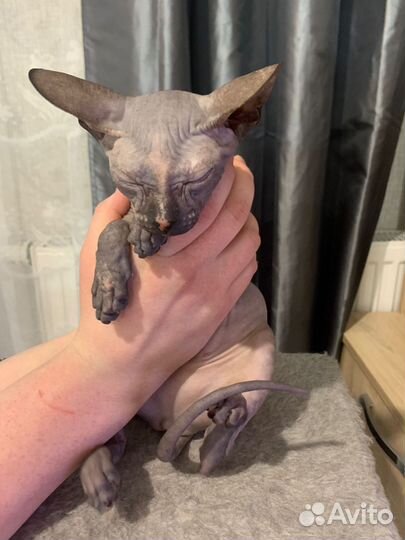 Котята сфинкс
