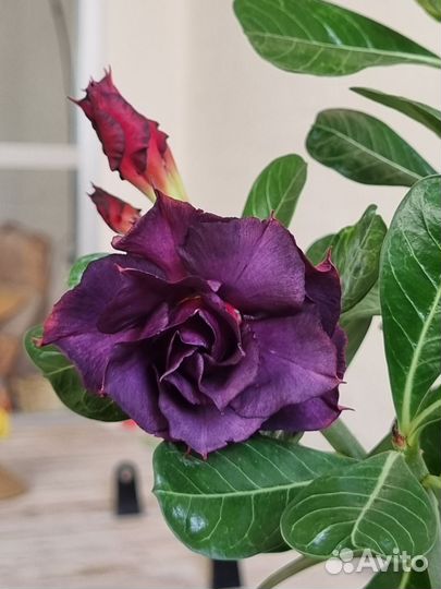 Адениум Indigo Glaze прививка