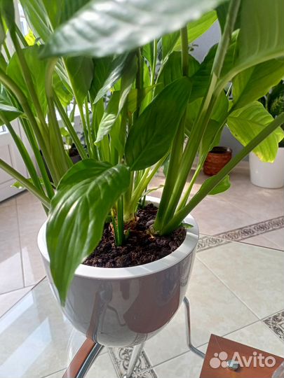 Спатифиллум