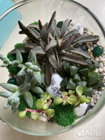 Флорариум суккуленты
