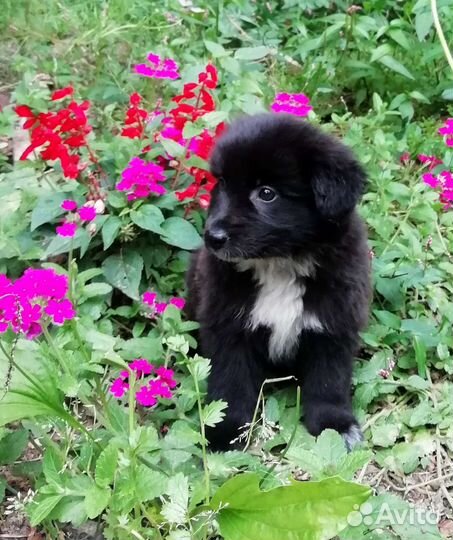 Милый ласковый малыш в добрые руки